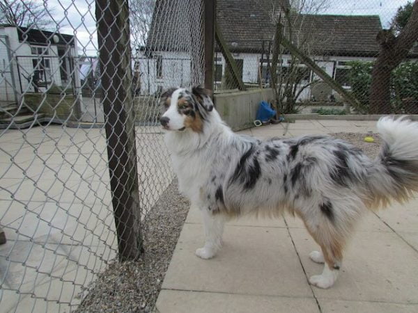 exercise-area-westfield-kennels-cattery